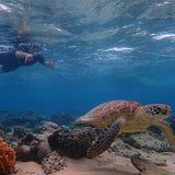 WAVELENGTH OUTER REEF TOUR