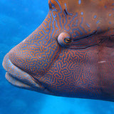 WAVELENGTH OUTER REEF TOUR